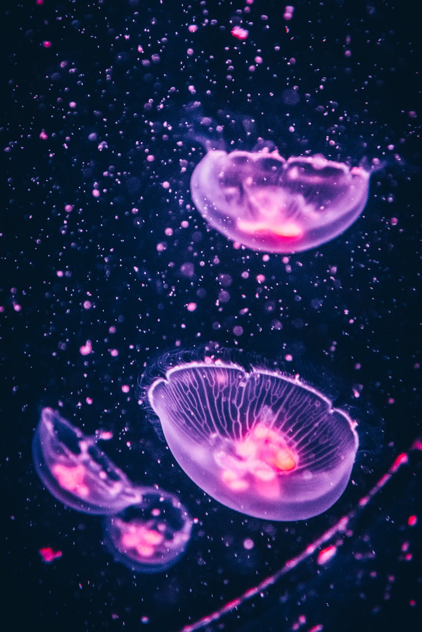 four purple jellyfish
